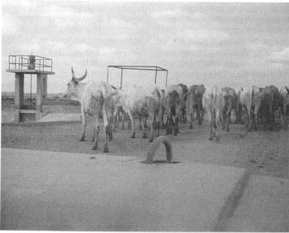 Cattle gathered together at the water source station.